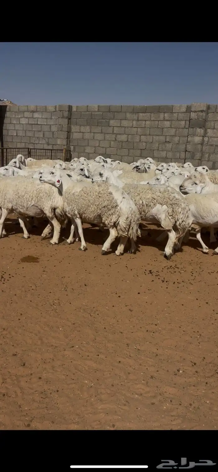 حرش (( دفيع )) 0