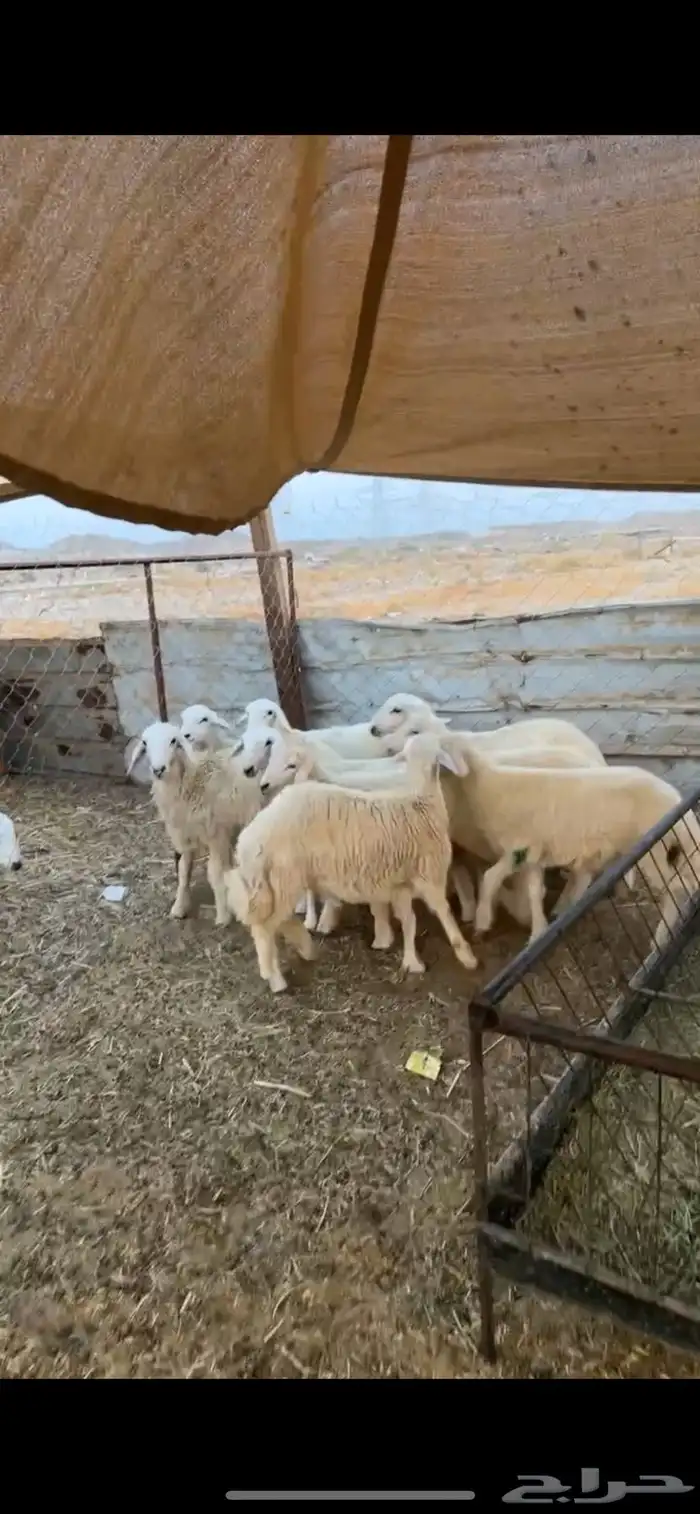 طليان ورخال ذبايح 1