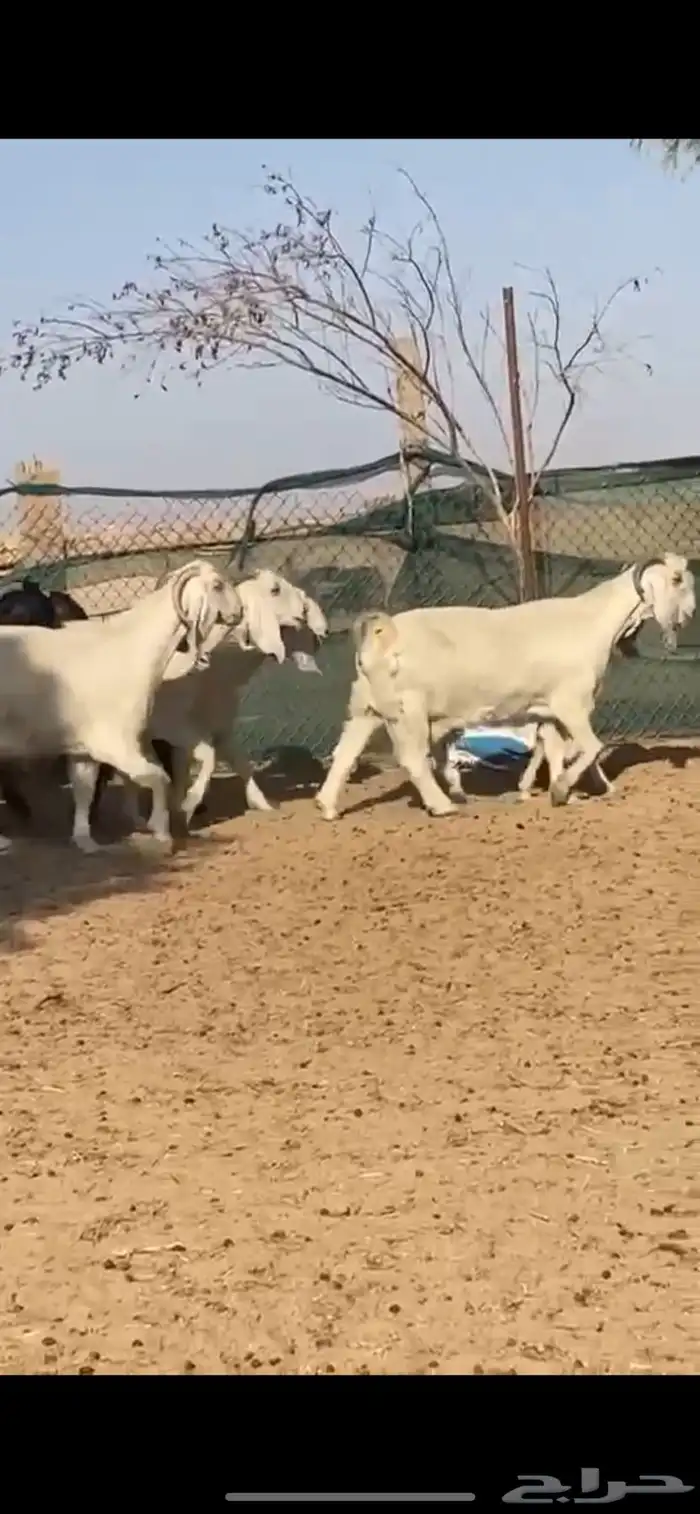 معزا مصريات جروم مراح واحد 6