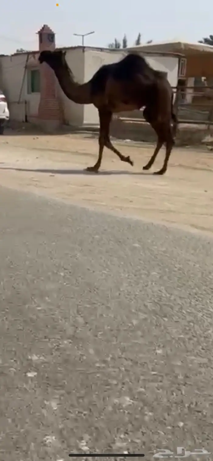 بكره مجهم ابيها من عيال وحيدان سلم العذاريب 2