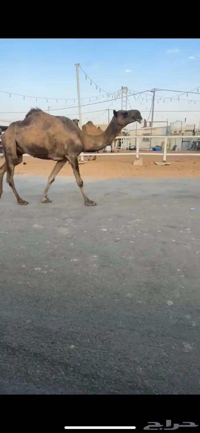 خفوت مسحوبه حوارتها على بعير ابن عشوان 0