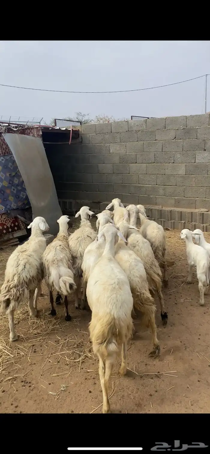 ضان متابيع ودفيع 0