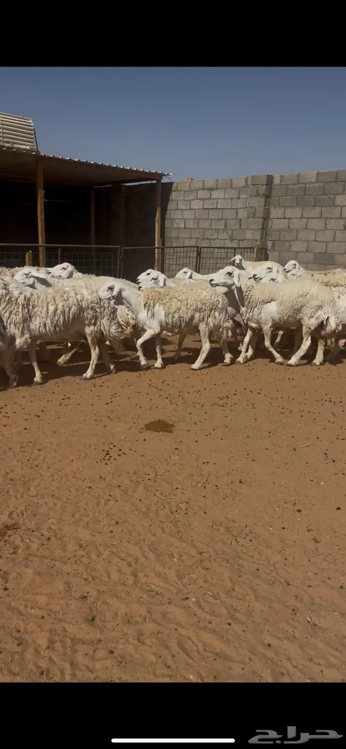 حرش (( دفيع )) 2