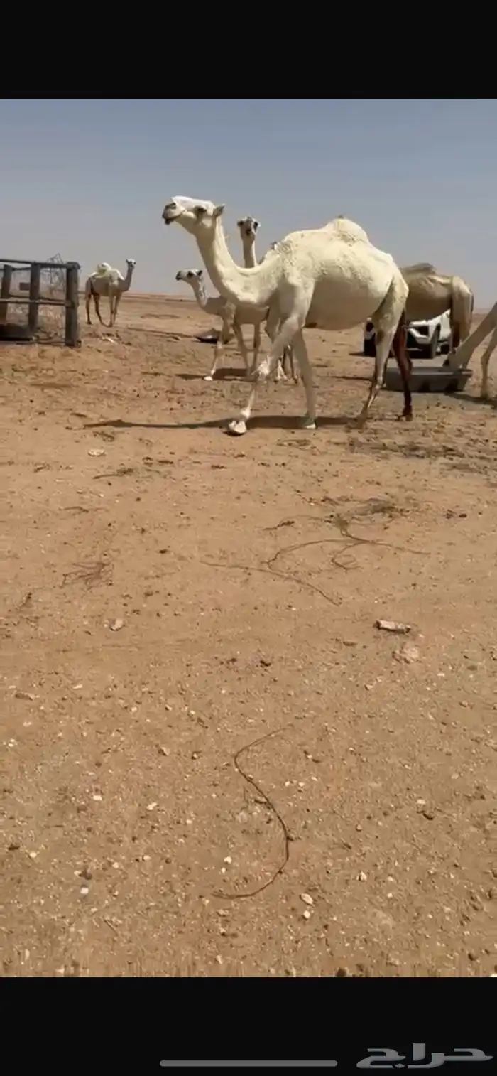 ناقة لقحه وضحاء 0
