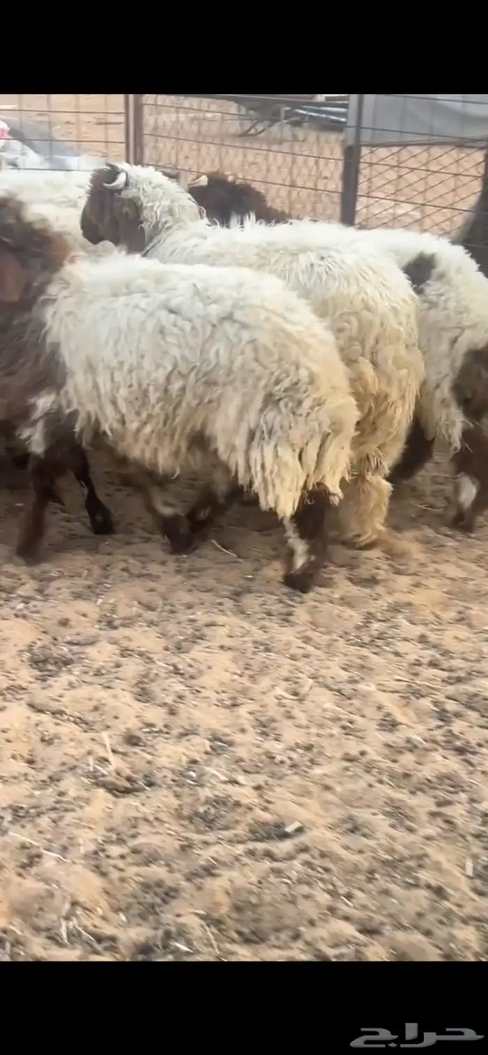 بهم تعيم 1