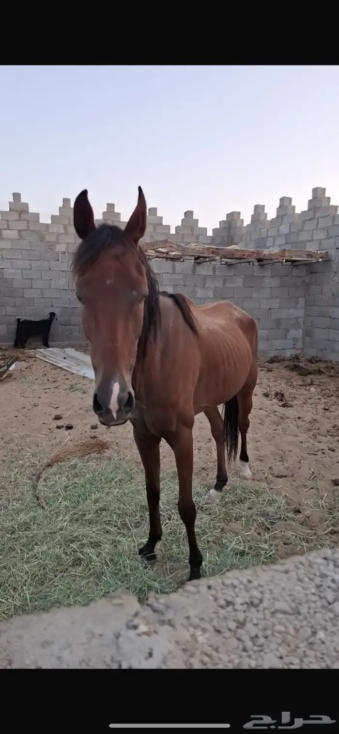 فرس شعبيه 0