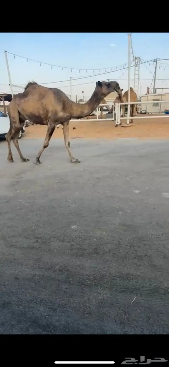 خفوت مسحوبه حوارتها على بعير ابن عشوان 1