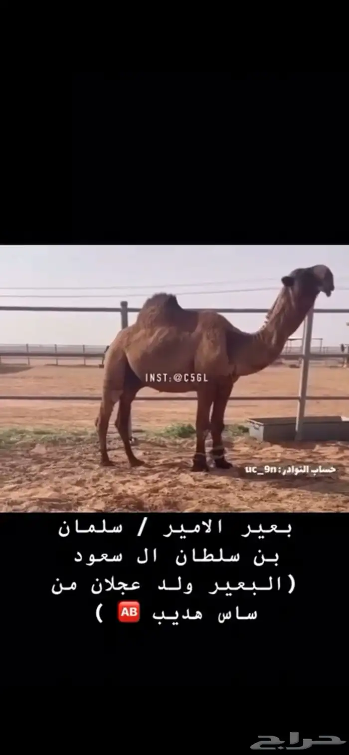 بكره صفرا 3