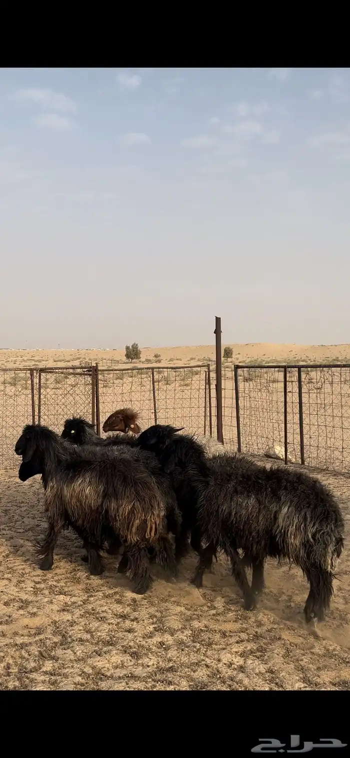 غنم عرب 3