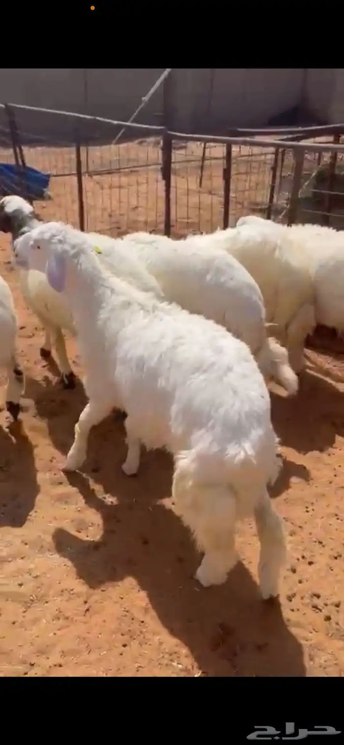 6 طليان حري جبر مغلق و 3 رخال وخروف نعيم مغلقه شحم الاعمار 1