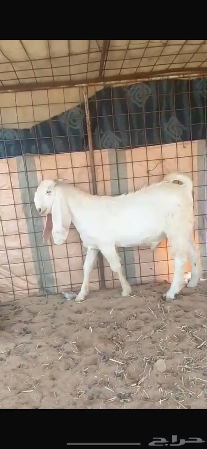 تيس مطور 0