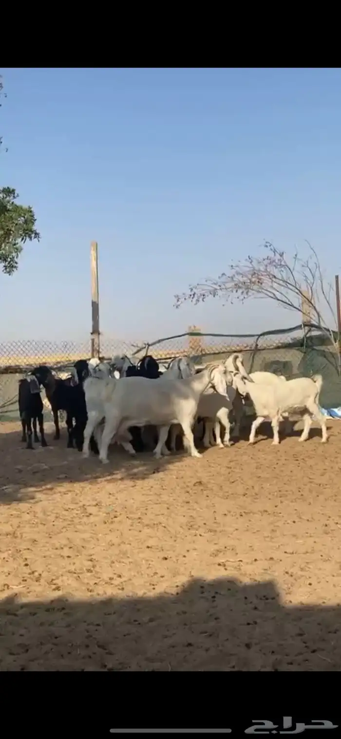 معزا مصريات جروم مراح واحد 14