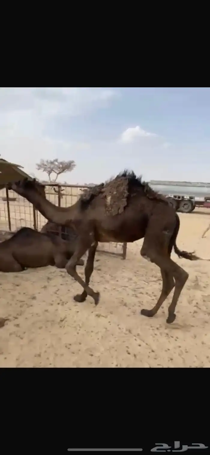 مفروده طايشه 2