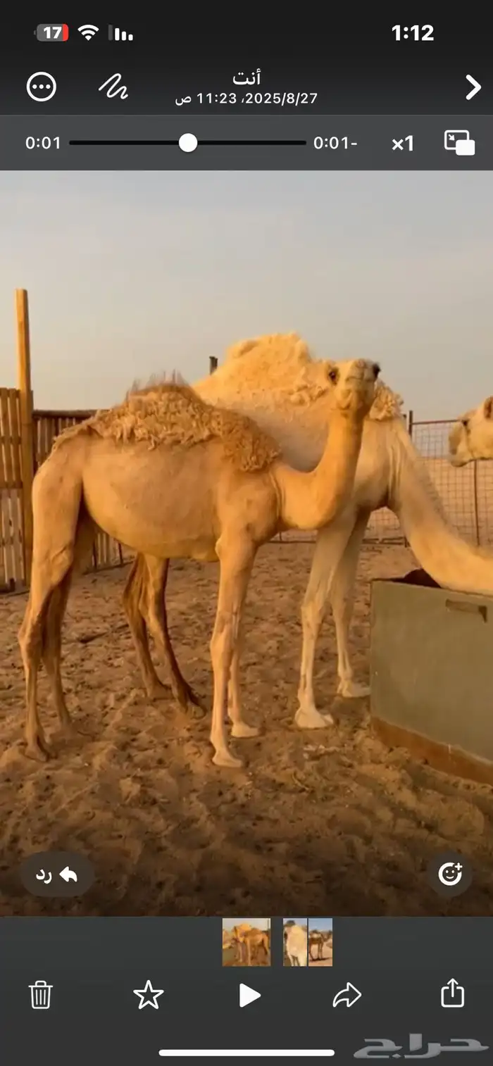 قعدان للبيع 2