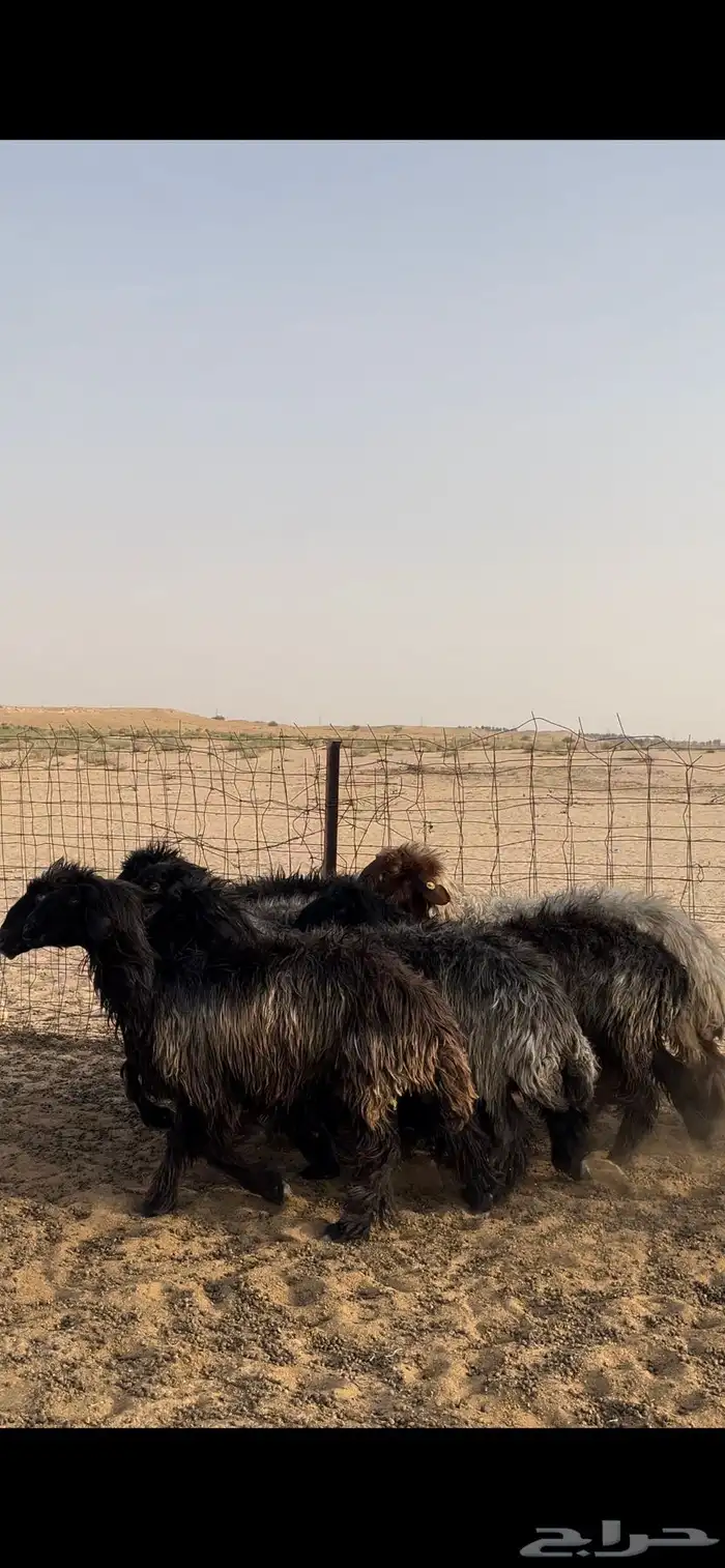 غنم عرب 2
