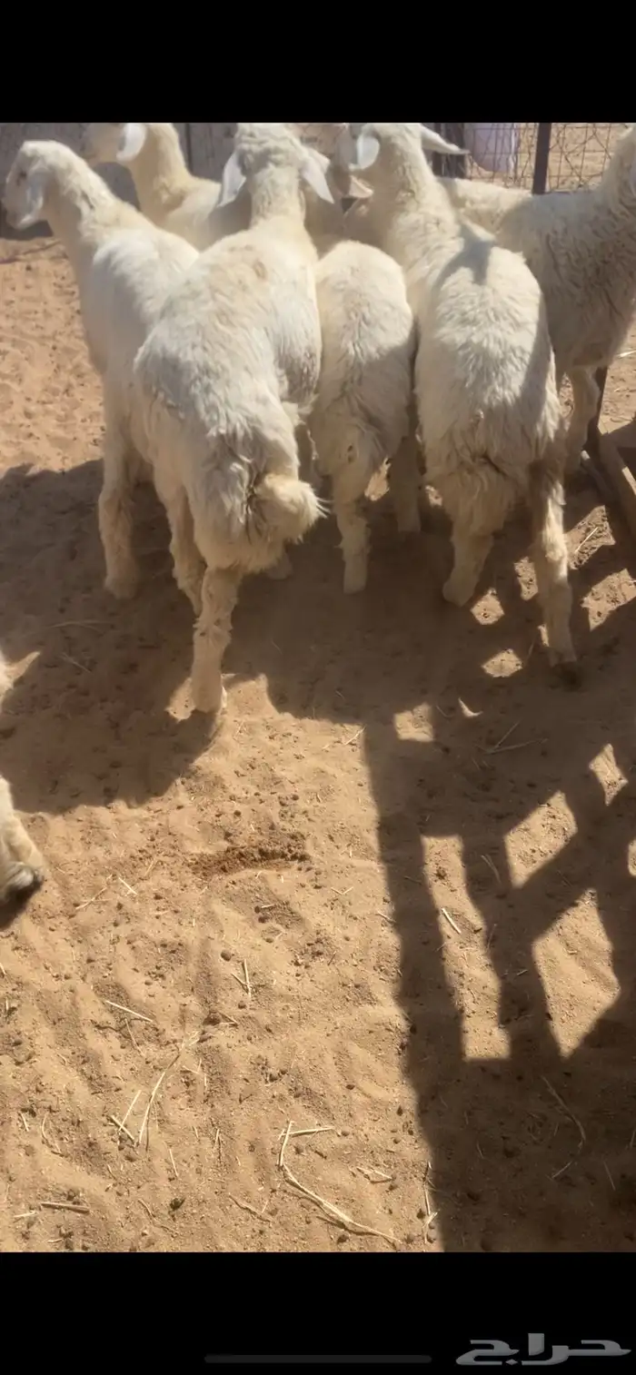 بهم عدده سبعه الموقع ضواحي الدوادمي 0