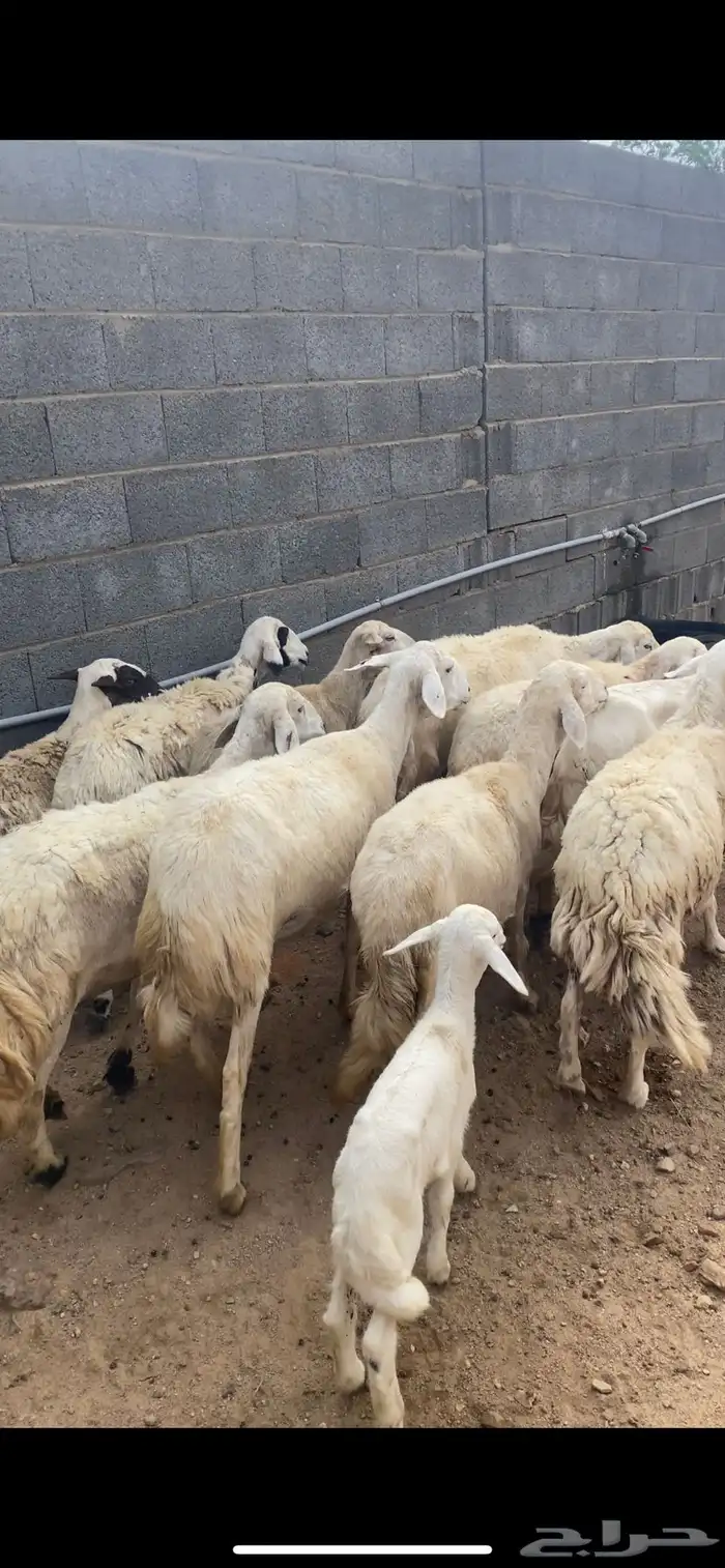ضان متابيع ودفيع 2