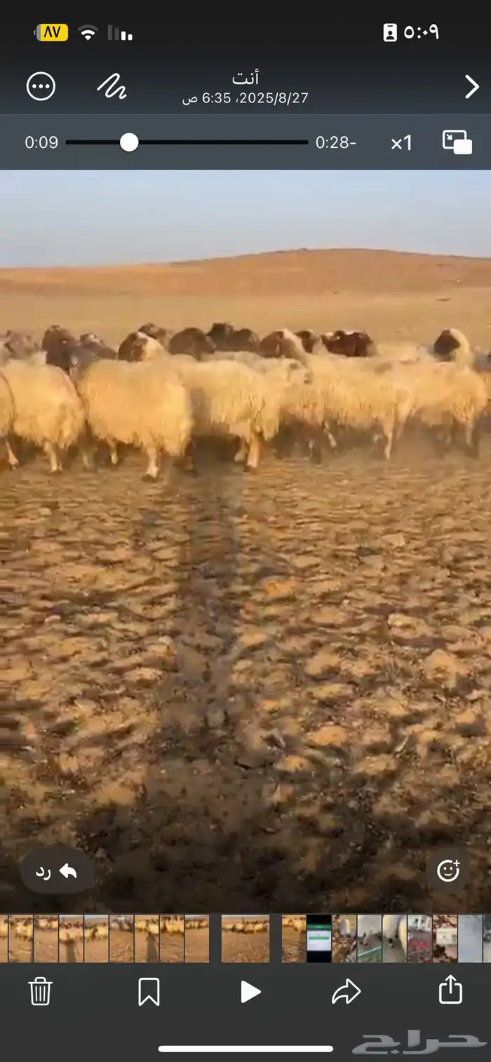 غنم نعيم 2