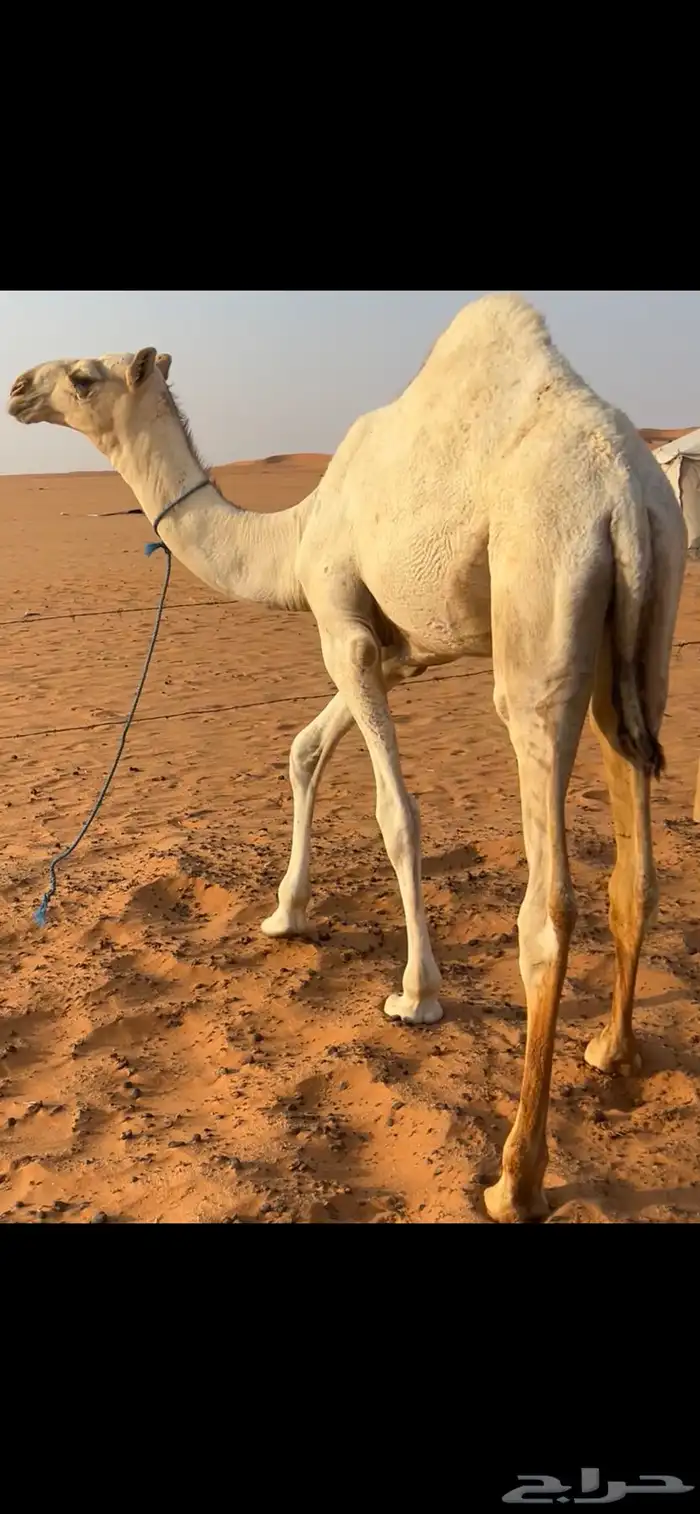 قعود مغلق سليم شرط عمره حوالي 8 شهور 1
