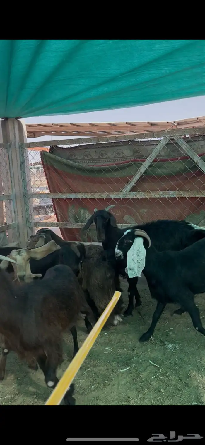 معزا رفحاء 1