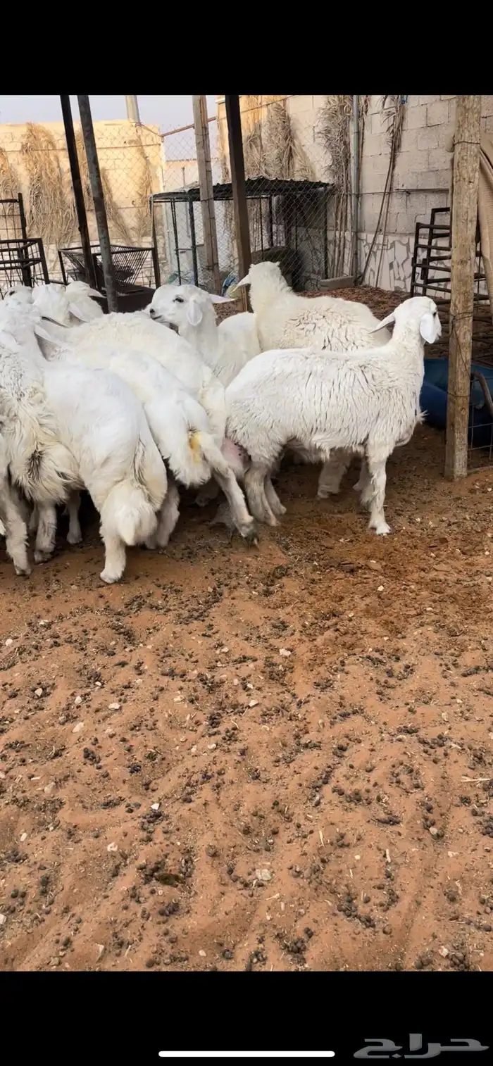 طليان جبره للمناسبات والثلاجات 10