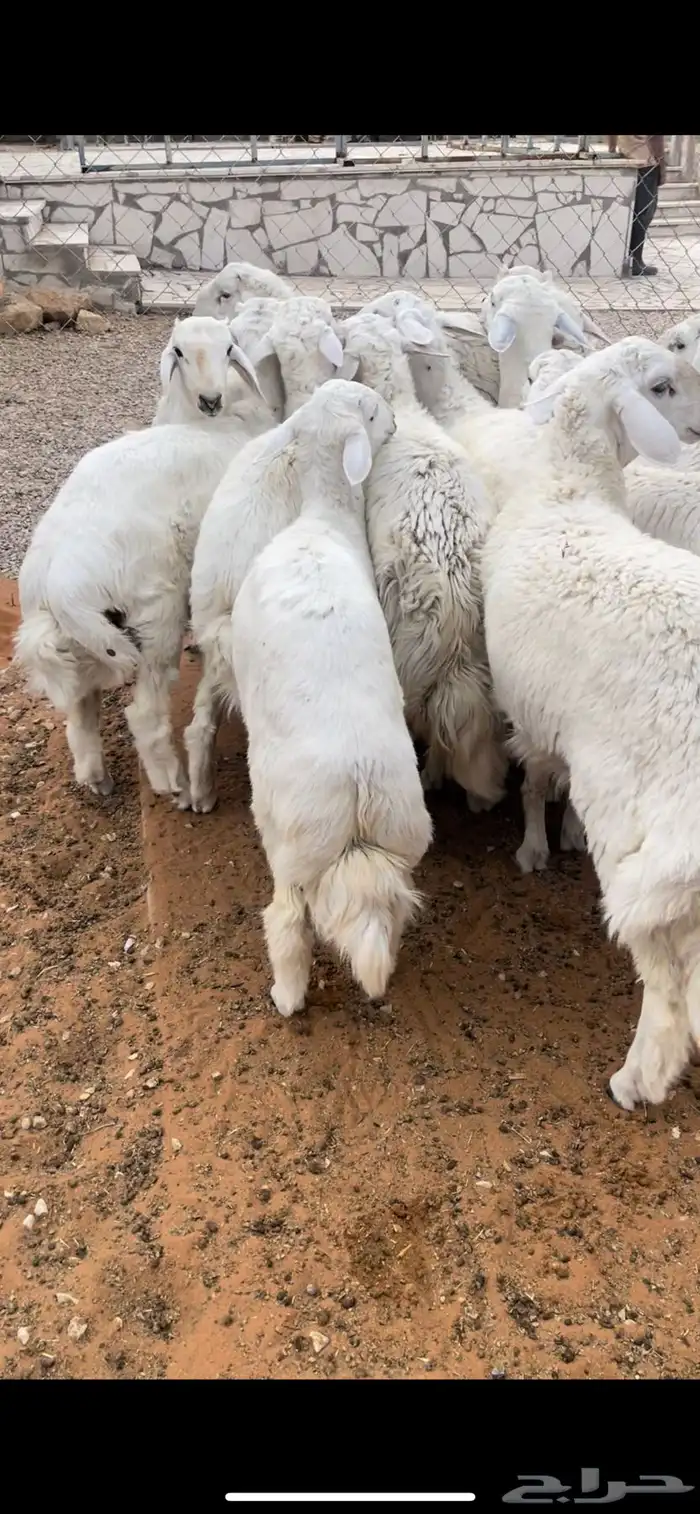 طليان جبره للمناسبات والثلاجات 0