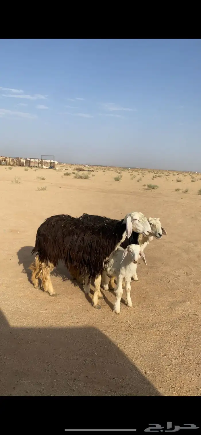 ثنوات تحتهن خرفان . 4