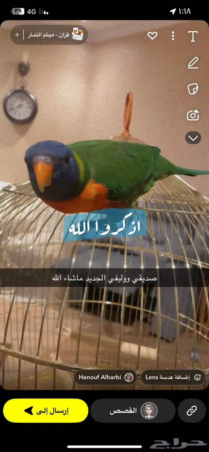 ببغاء لوري 1