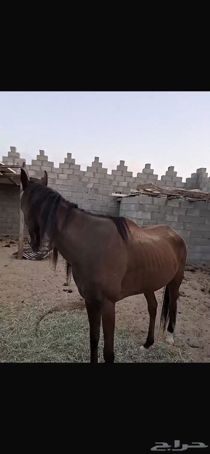 فرس شعبيه 2