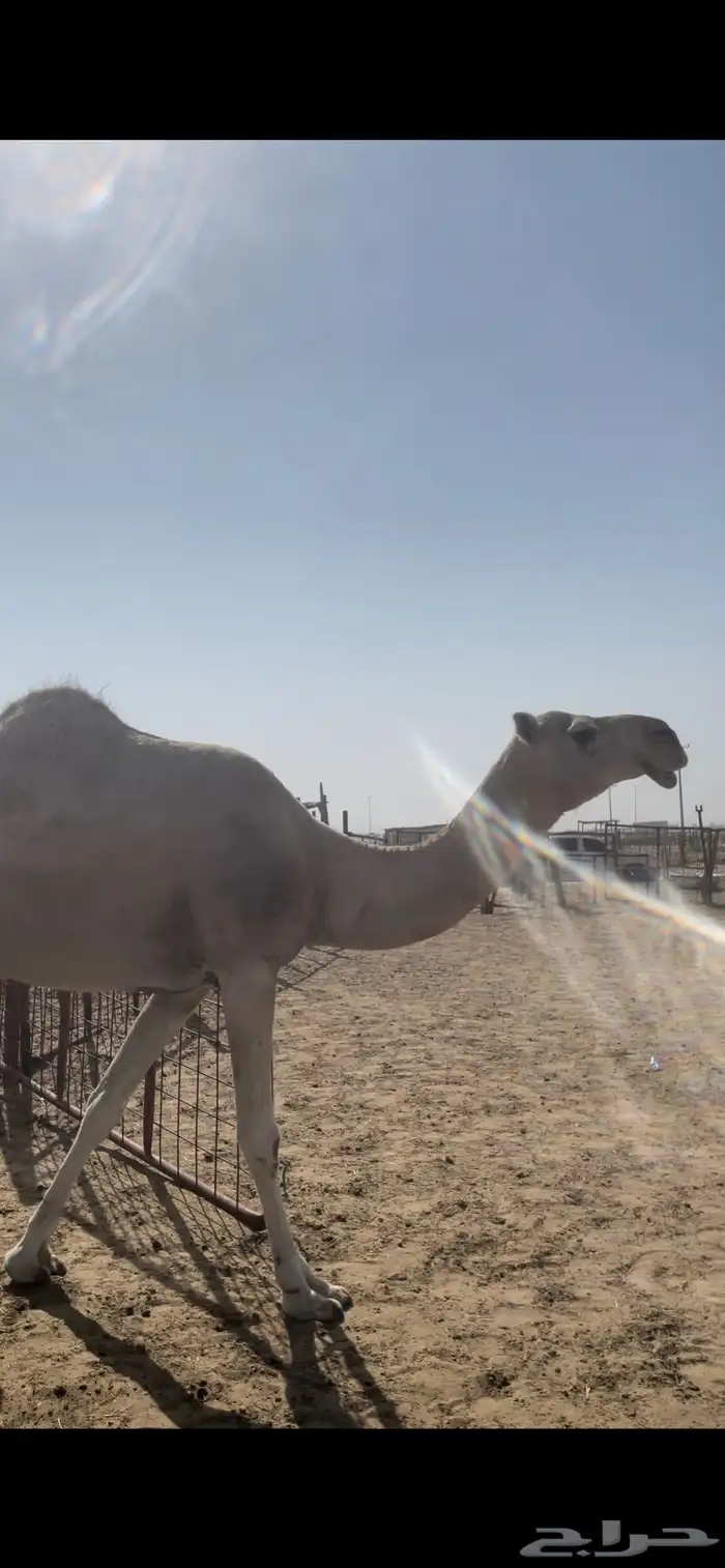 ناقه شعلاء ظروبه ونظيفه 0