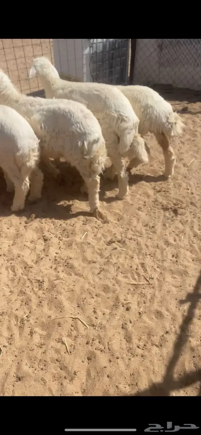 بهم عدده سبعه الموقع ضواحي الدوادمي 1