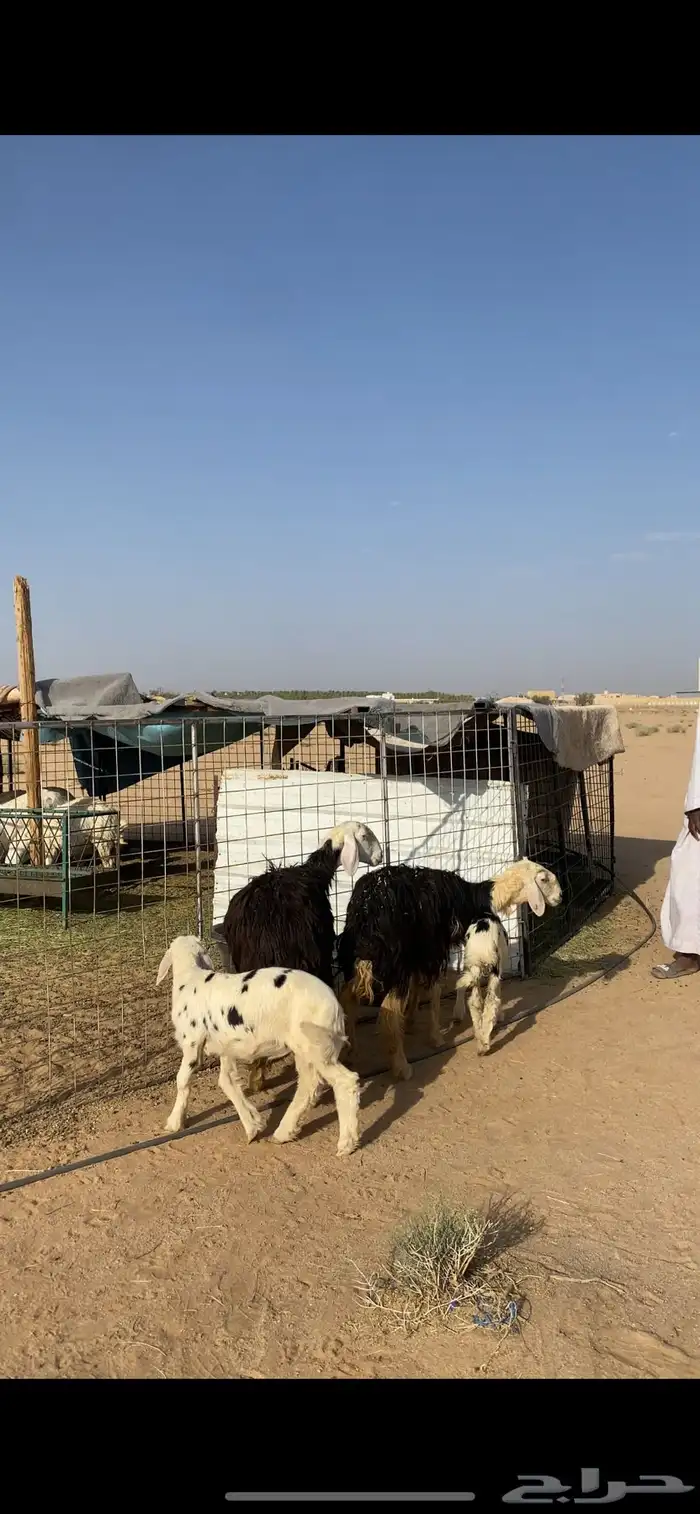 ثنوات تحتهن خرفان . 2