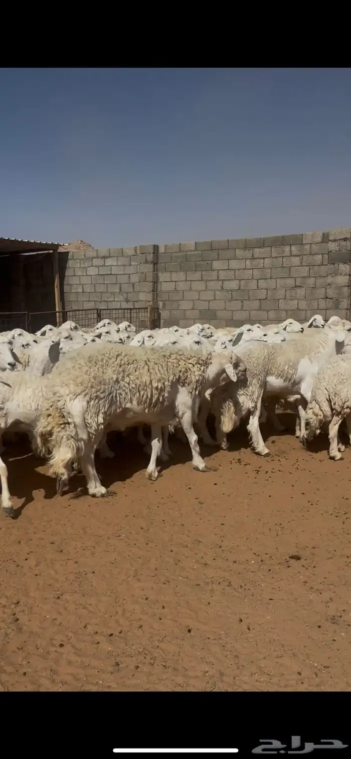 حرش (( دفيع )) 3