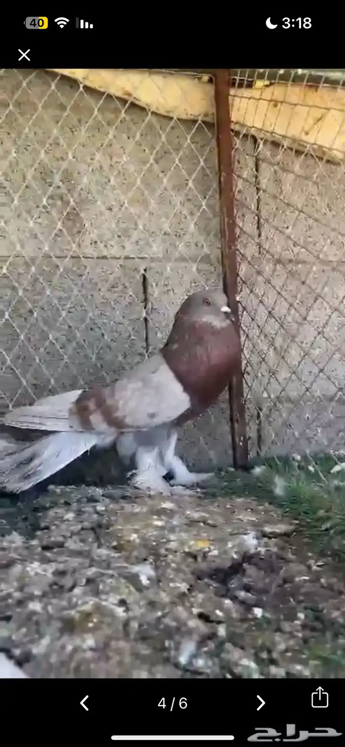 للبيع مجموعة حمام زينه 5