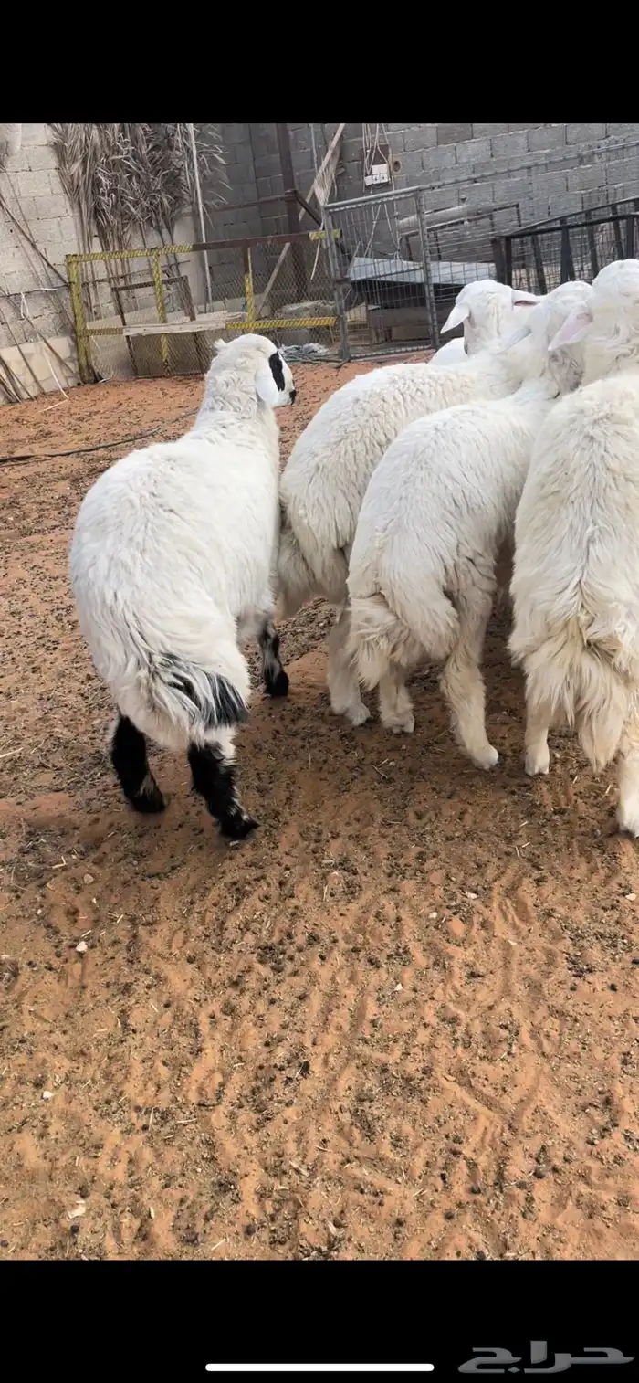 طليان جبره للمناسبات والثلاجات 2