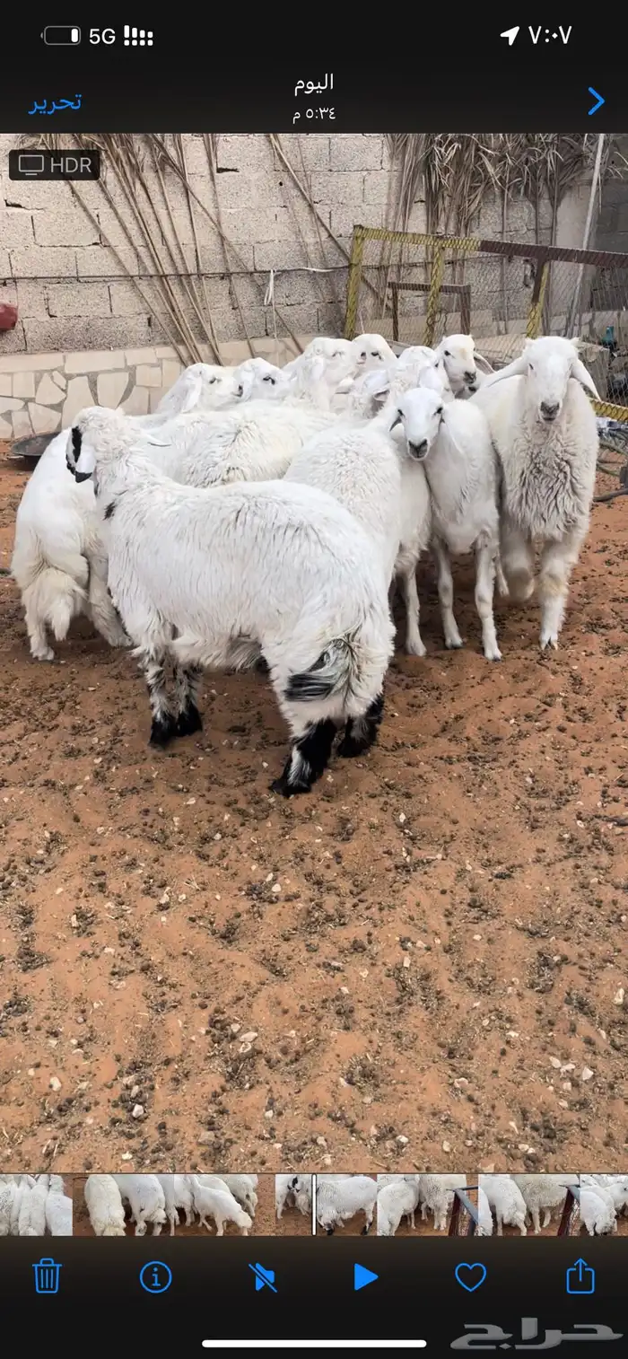 طليان جبره للمناسبات والثلاجات 8