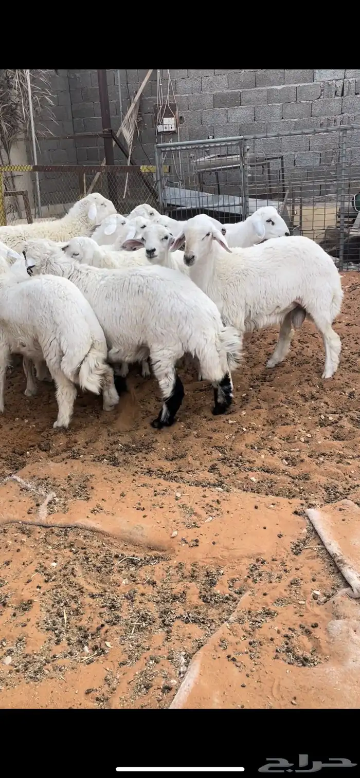 طليان جبره للمناسبات والثلاجات 6