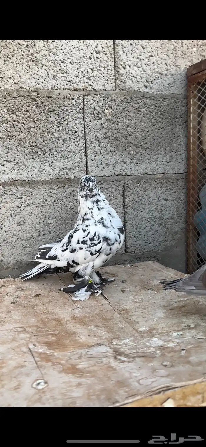 للبيع مجموعة حمام زينه 8