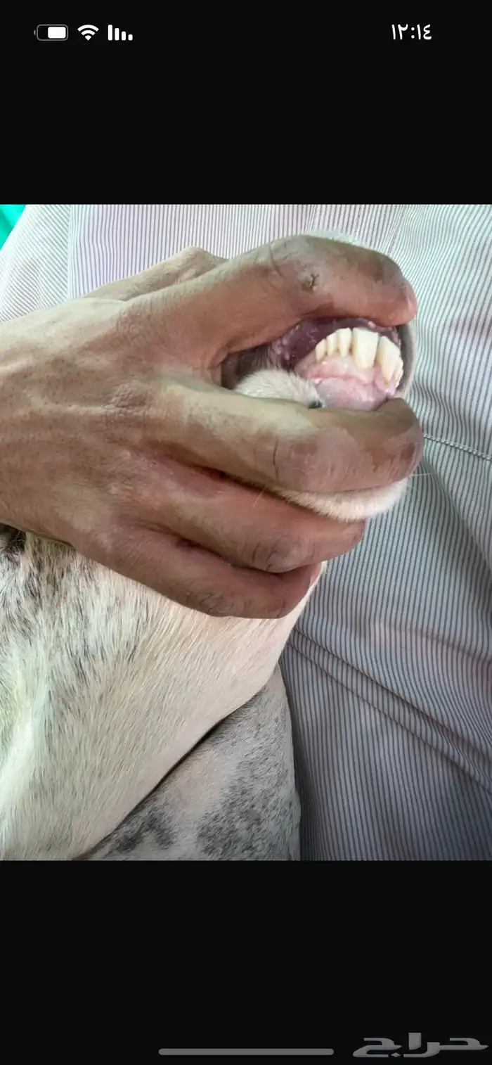 معزا رفحاء 6