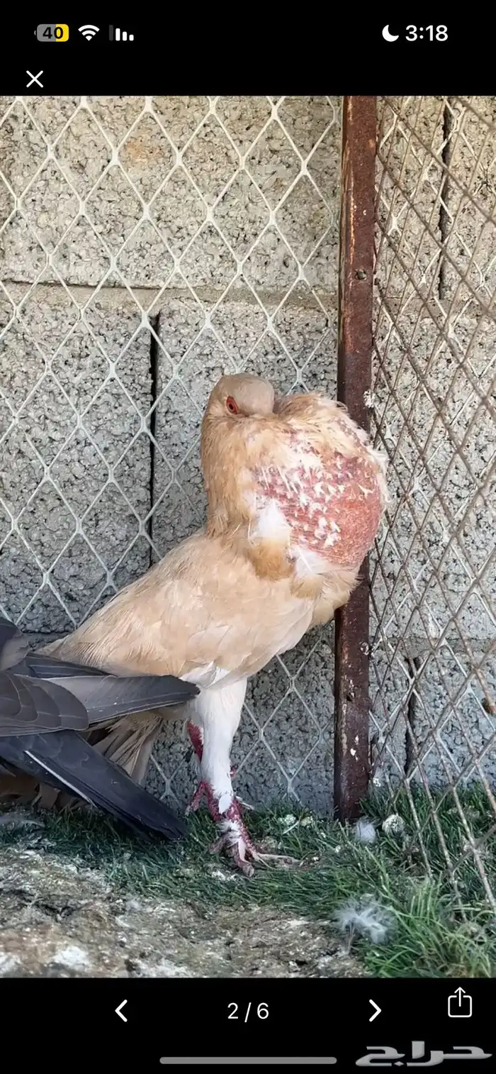 للبيع مجموعة حمام زينه 6