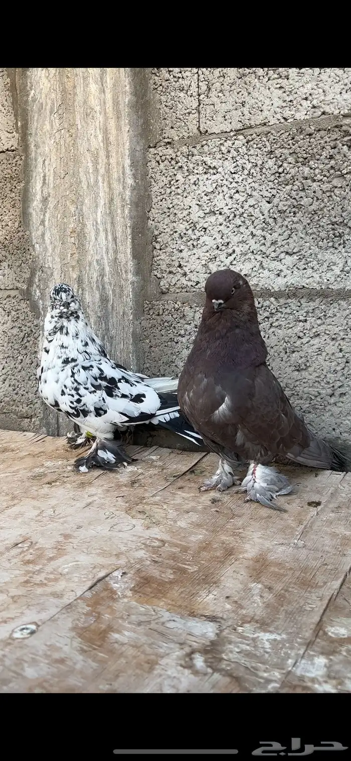 للبيع مجموعة حمام زينه 7