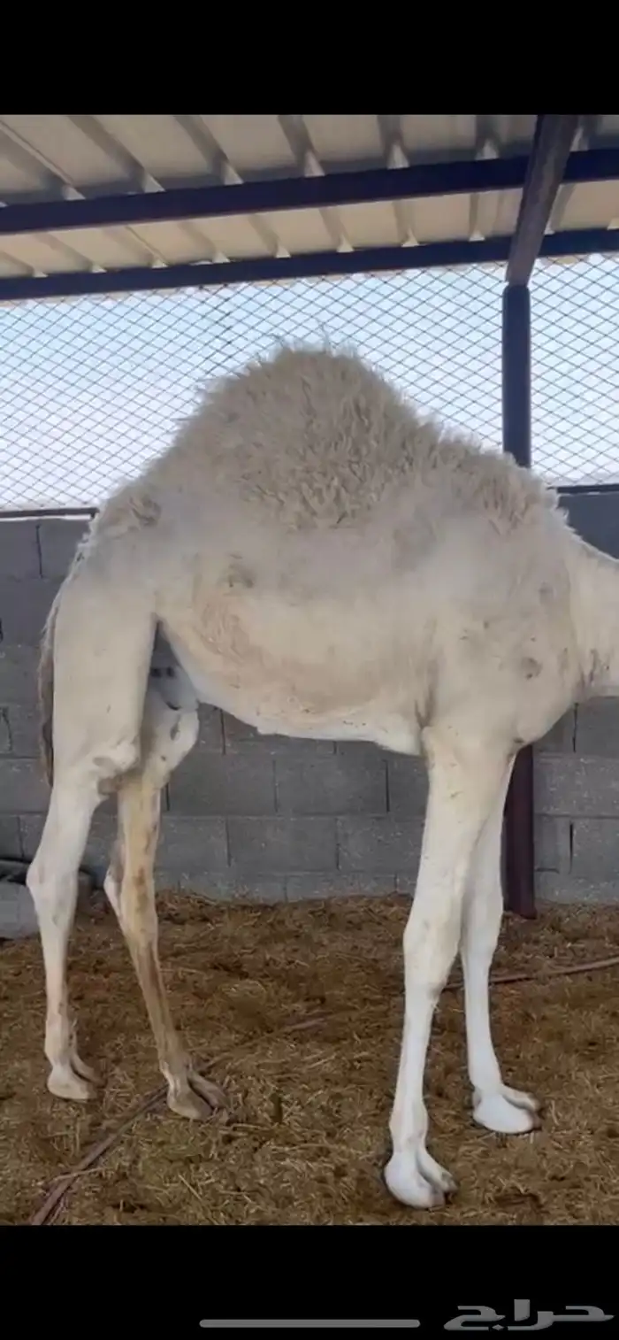 موجود حشو شحم 0