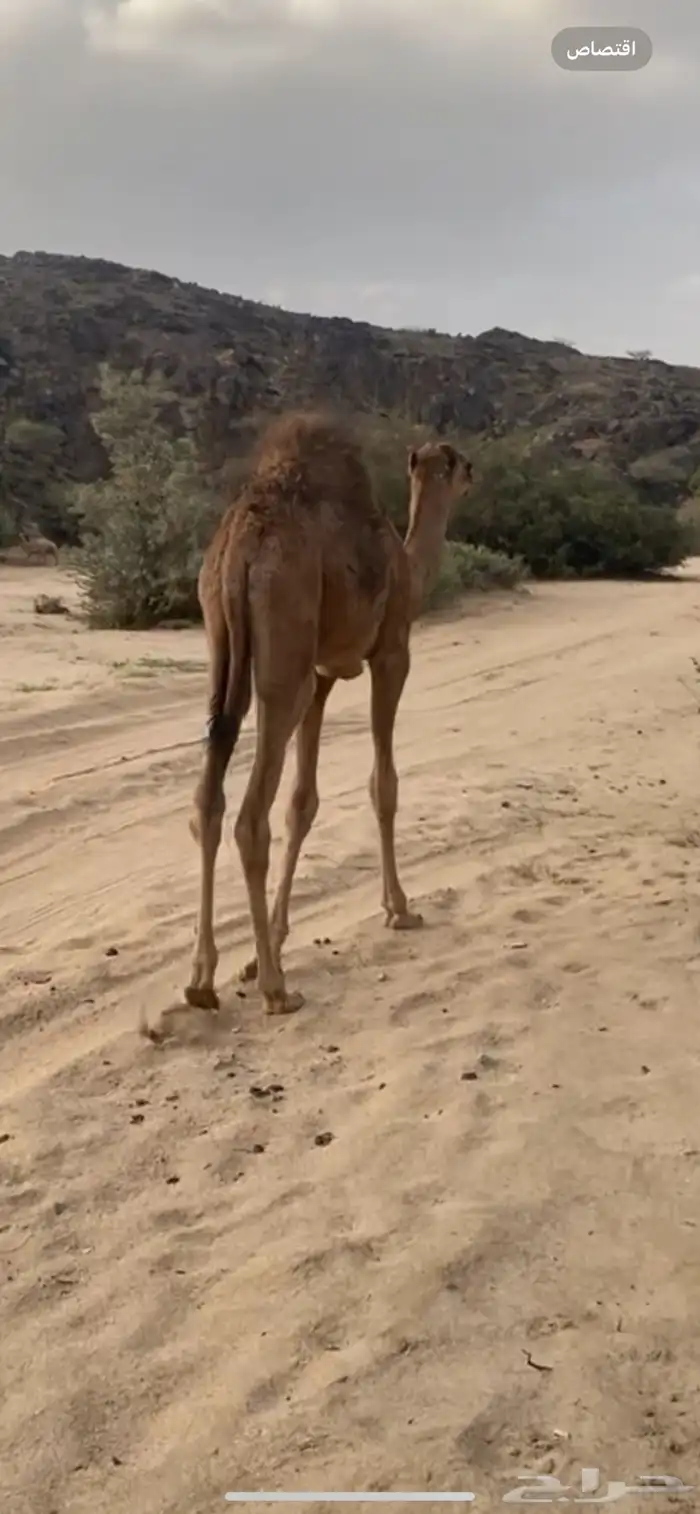 قعود قصب كفو 1