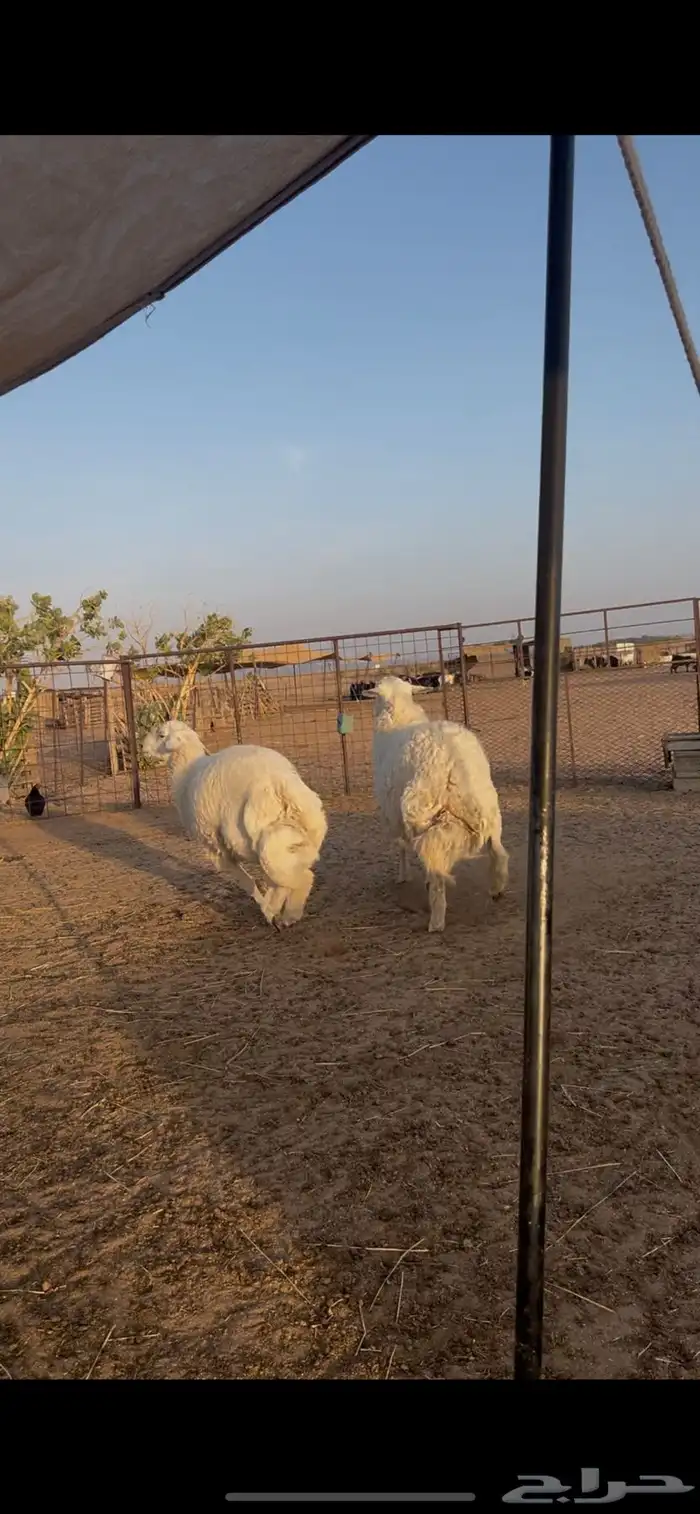 طليان فاخر 0