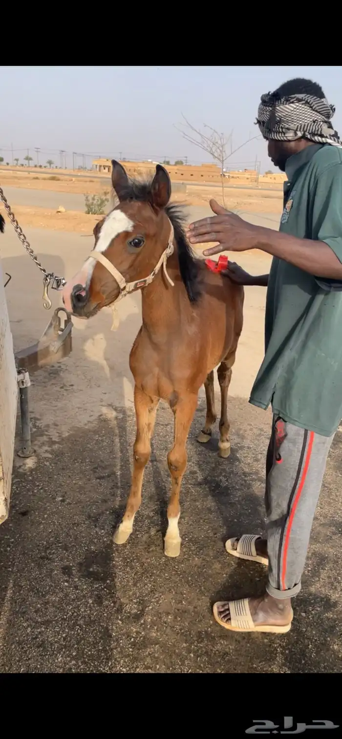 فرس شعبيه لقاح و معها مهره 1