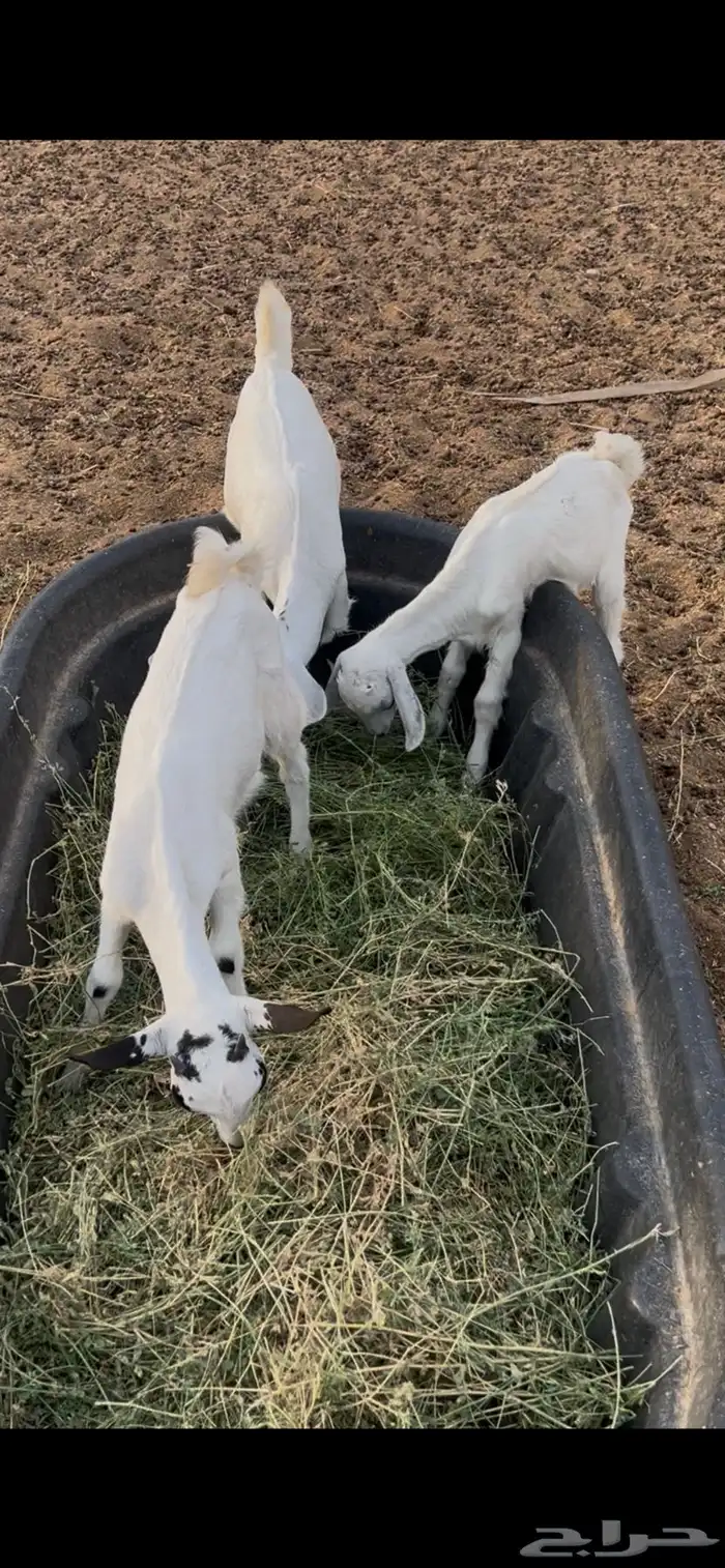 معزا متابيع 9