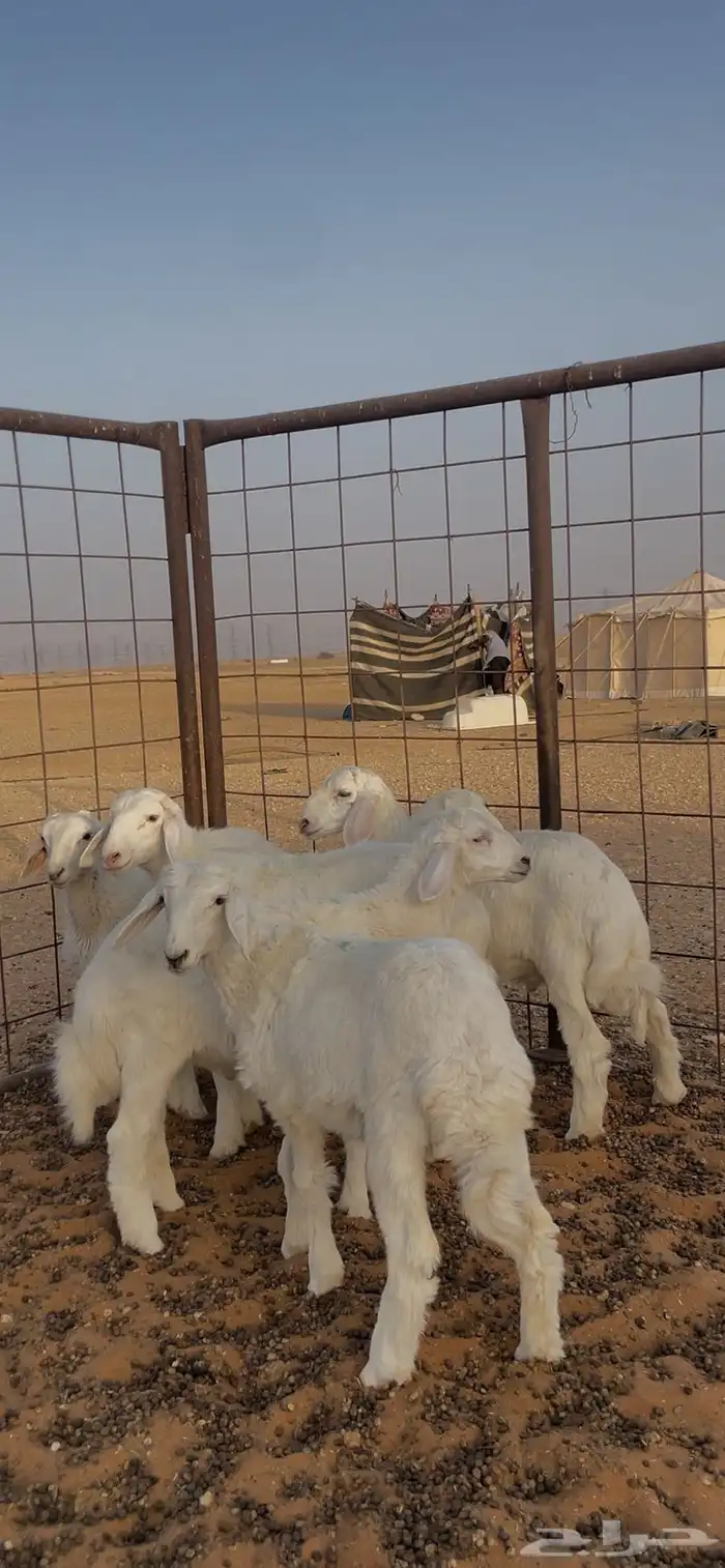 بهم تربية نظيف للبيع 1