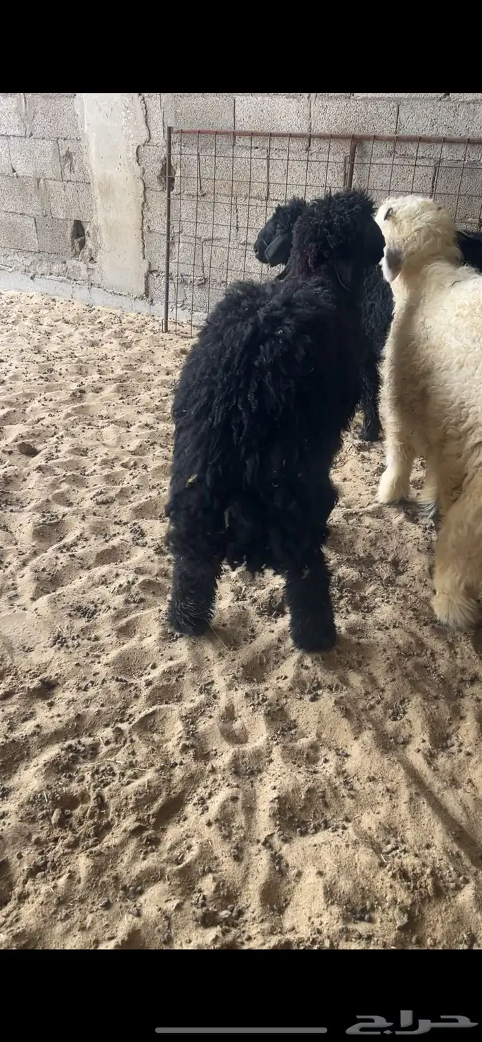 خروف عربي طيب 0