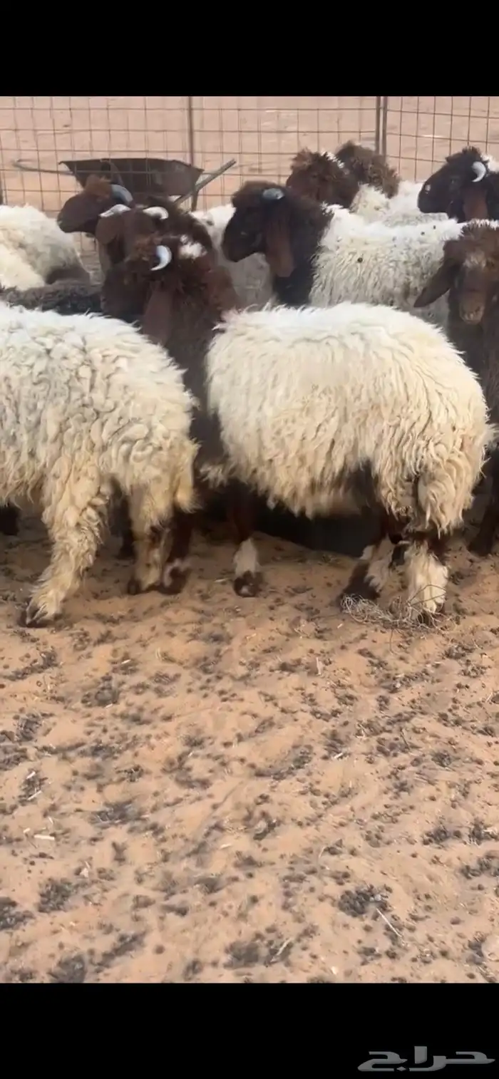 بهم تعيم 0