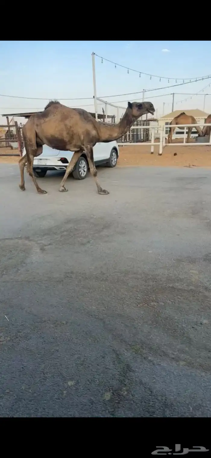 خفوت مسحوبه حوارتها على بعير ابن عشوان 2
